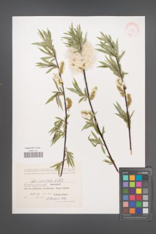 Salix acutifolia [KOR 32025]