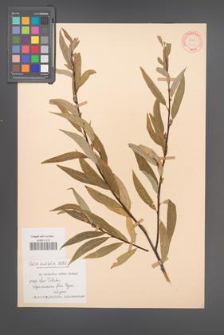 Salix acutifolia [KOR 18752]