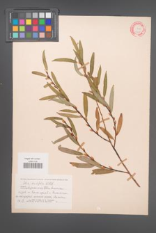 Salix acutifolia [KOR 18758]