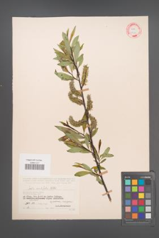 Salix acutifolia [KOR 18757]