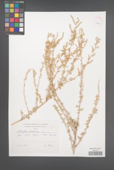 Atriplex halimus [KOR 43665]