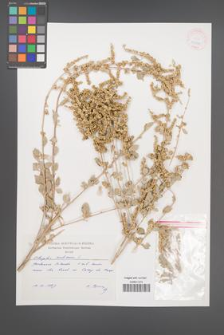 Atriplex halimus [KOR 41878]