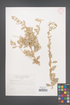 Atriplex halimus [KOR 29365]