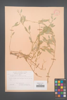 Atriplex portulacoides [KOR 22082]