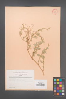 Atriplex portulacoides [KOR 23011]