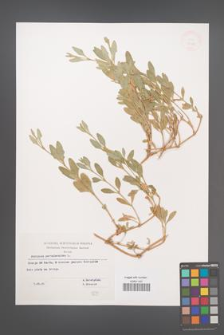 Atriplex portulacoides [KOR 32586]