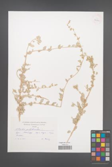 Atriplex portulacoides [KOR 42653]