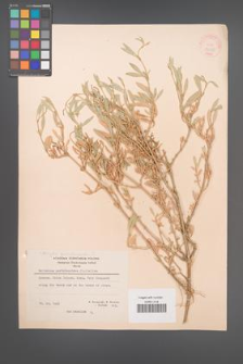 Atriplex portulacoides [KOR 22085]