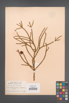 Athrotaxis laxifolia [KOR 33783]