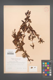 Berberis chinensis [KOR 28226]