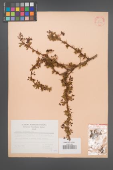 Berberis crataegina [KOR 30105]