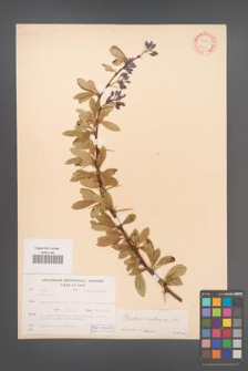 Berberis crataegina [KOR 12017]