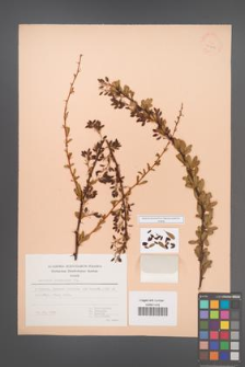 Berberis crataegina [KOR 30102]