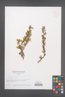 Berberis cretica [KOR 51244]