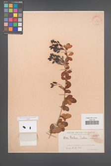 Berberis fischeri [KOR 517]