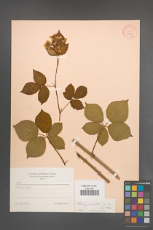 Rubus plicatus [KOR 10903]