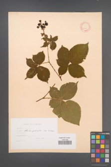 Rubus plicatus [KOR 10635]