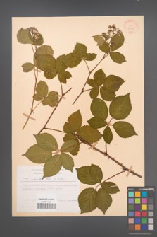 Rubus plicatus [KOR 30585]