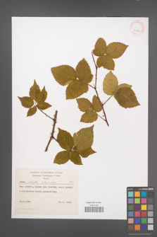 Rubus plicatus [KOR 43103]
