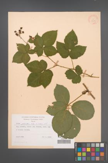 Rubus plicatus [KOR 30683]
