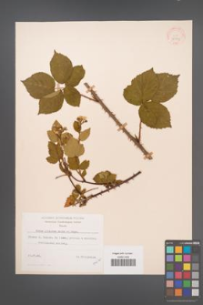 Rubus plicatus [KOR 30591]