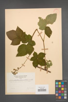 Rubus plicatus [KOR 29004]