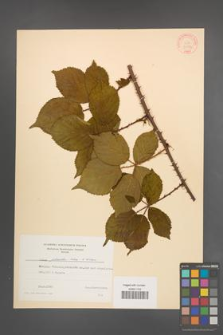 Rubus plicatus [KOR 30673]