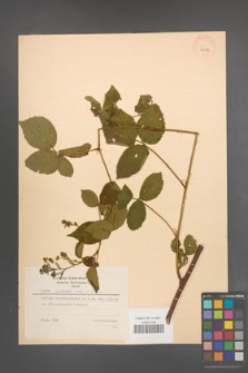 Rubus plicatus [KOR 29999]