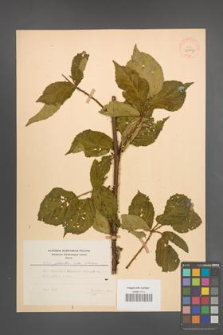Rubus plicatus [KOR 30007]