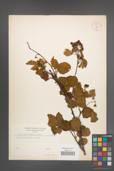 Rubus plicatus [KOR 54876]
