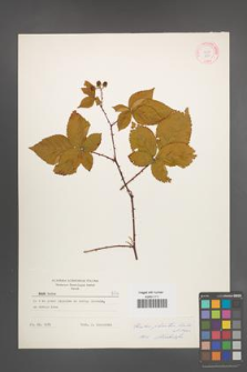 Rubus plicatus [KOR 8954]
