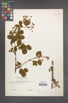 Rubus plicatus [KOR 10874]