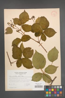 Rubus plicatus [KOR 30586]