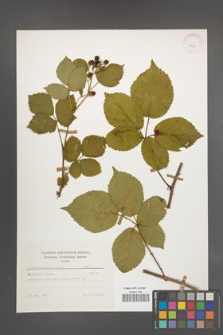 Rubus plicatus [KOR 25636]