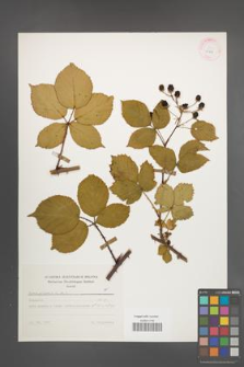 Rubus plicatus [KOR 25598]