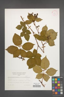 Rubus plicatus [KOR 25634]