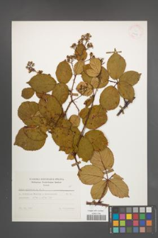 Rubus plicatus [KOR 25619]