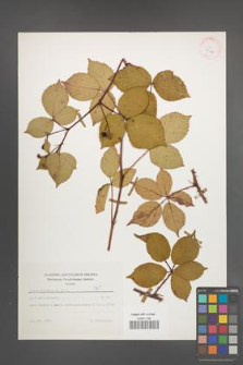 Rubus plicatus [KOR 25638]