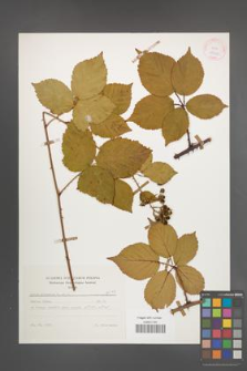 Rubus plicatus [KOR 25651]