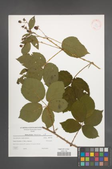 Rubus plicatus [KOR 38857]