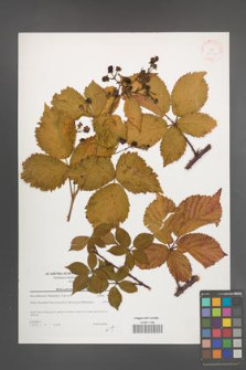 Rubus plicatus [KOR 38814]