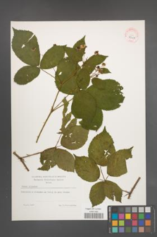 Rubus plicatus [KOR 39401]