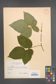 Rubus plicatus [KOR 8350]