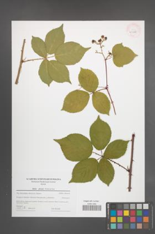Rubus plicatus [KOR 43975]