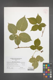 Rubus plicatus [KOR 54241]