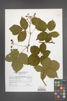 Rubus plicatus [KOR 42079]