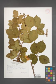 Rubus plicatus [KOR 54244]