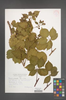Rubus plicatus [KOR 54245]