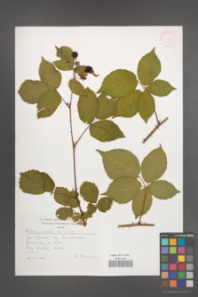Rubus plicatus [KOR 30502]