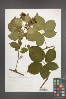 Rubus plicatus [KOR 30429]